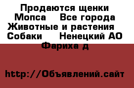 Продаются щенки Мопса. - Все города Животные и растения » Собаки   . Ненецкий АО,Фариха д.